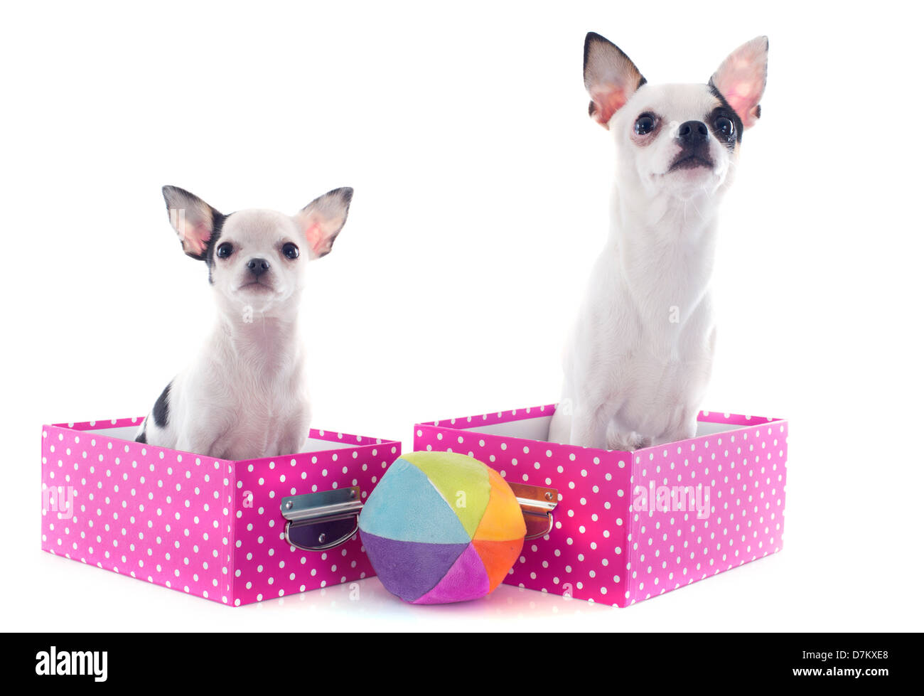 Porträt von einem niedlichen reinrassige Chihuahuas in Schachtel vor weißem Hintergrund Stockfoto