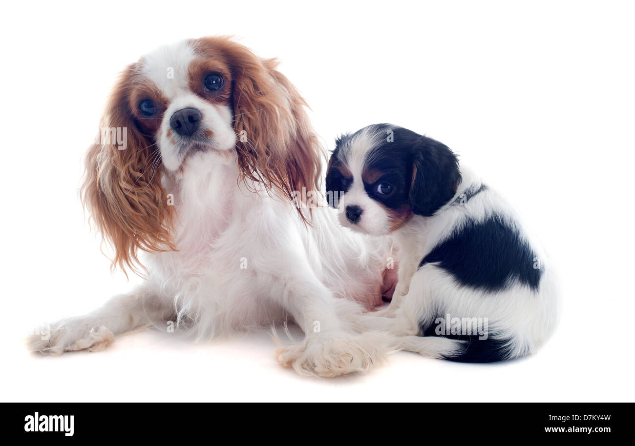 Mutter Blenheim Cavalier king Charles und Welpen vor weißem Hintergrund Stockfoto