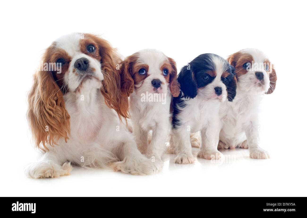 Familie Cavalier king Charles Tricolor und Blenheim im Studio Stockfoto