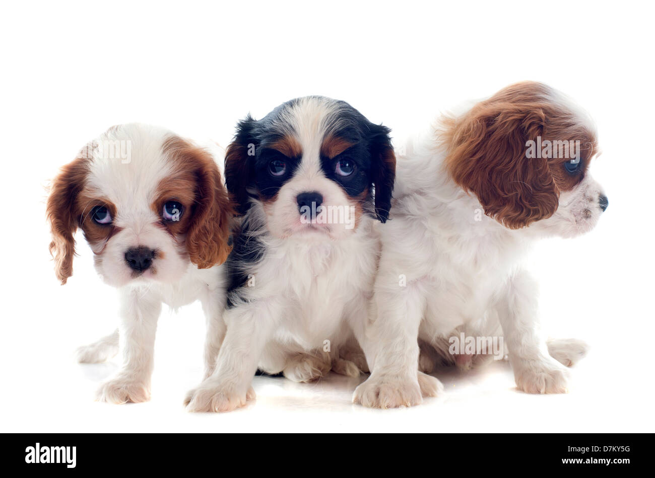 Welpen-Cavalier king Charles vor weißem Hintergrund Stockfoto