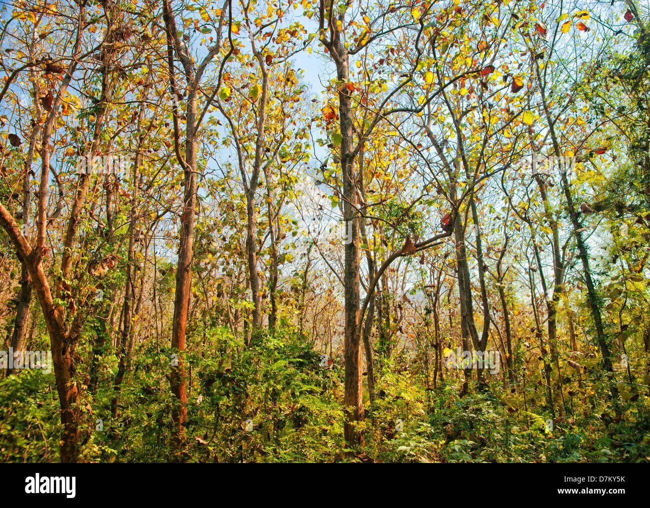 Waldbäume Vergilben zu Beginn des Herbstes Stockfoto