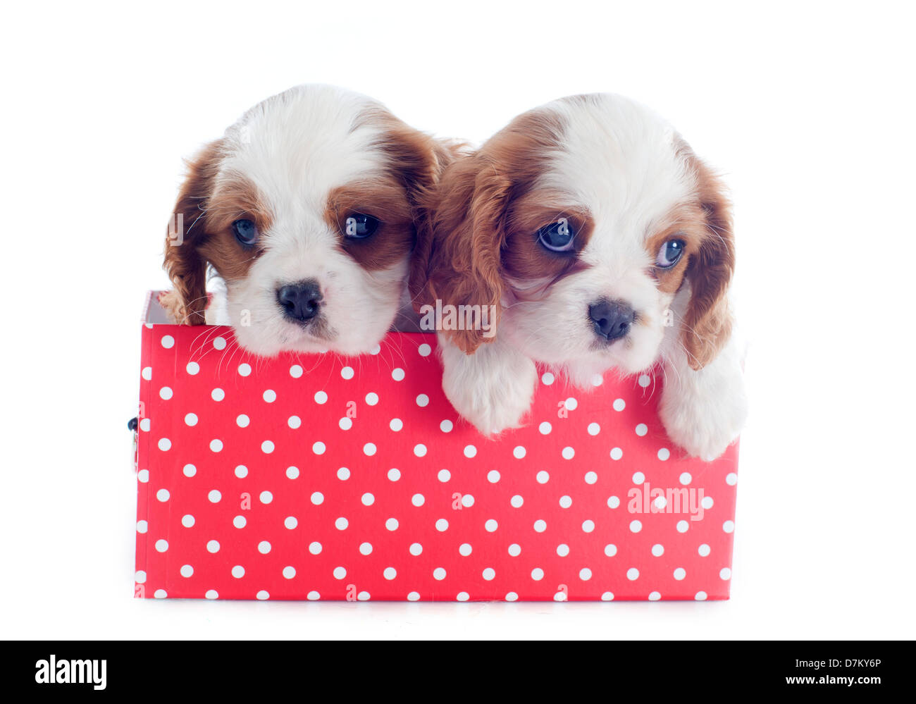 Welpen-Blenheim-Cavalier king Charles vor weißem Hintergrund Stockfoto