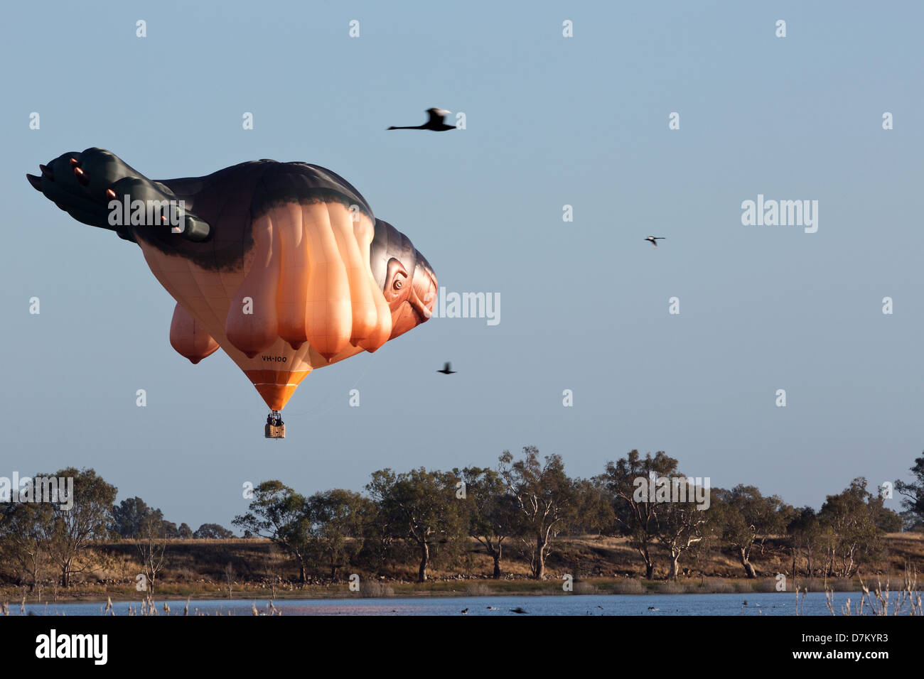 Skywhale Form Ein Besonderen Heißluftballon Entworfen Von Renommierten  Australischen Künstlers, Patricia Piccinini Für Canberra Centenary  Stockfotografie - Alamy