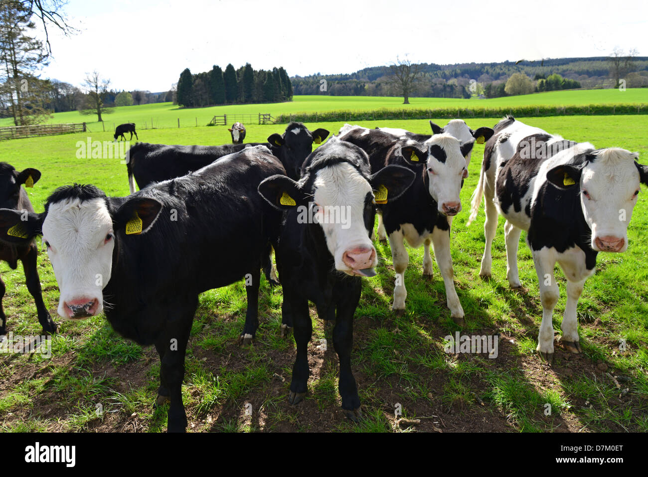 Junge Rindfleisch Kälber im Feld in der Nähe von Ludlow, Shropshire, England, Vereinigtes Königreich Stockfoto