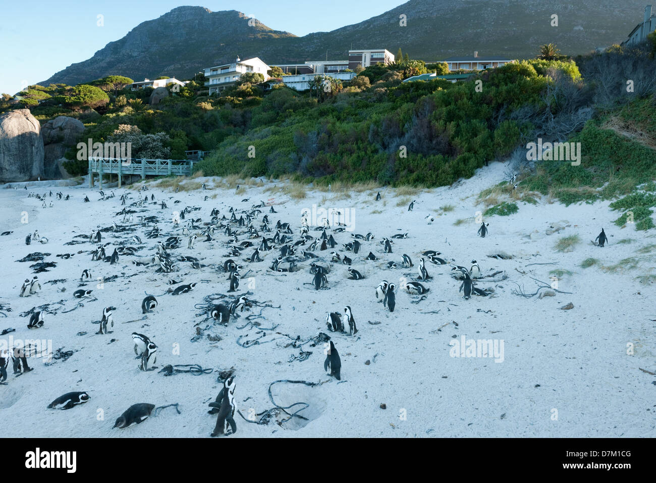 Afrikanischen Pinguinkolonie, Spheniscus Demersus, Boulders Beach, Cape Peninsula, Südafrika Stockfoto
