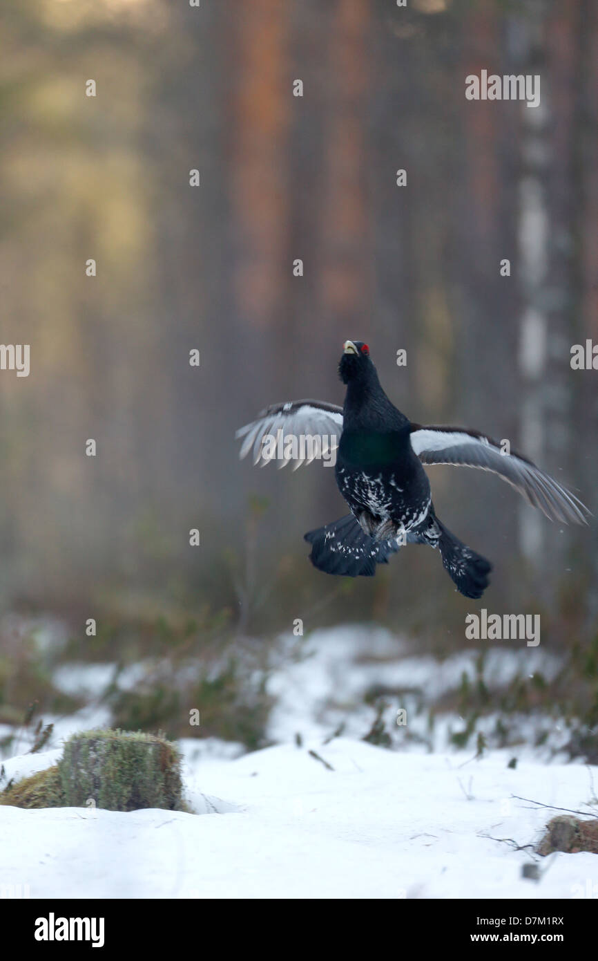 Auerhahn, at Urogallus, einzelnes Männchen im verschneiten Wald anzeigen im Lek, Finnland, April 2013 Stockfoto