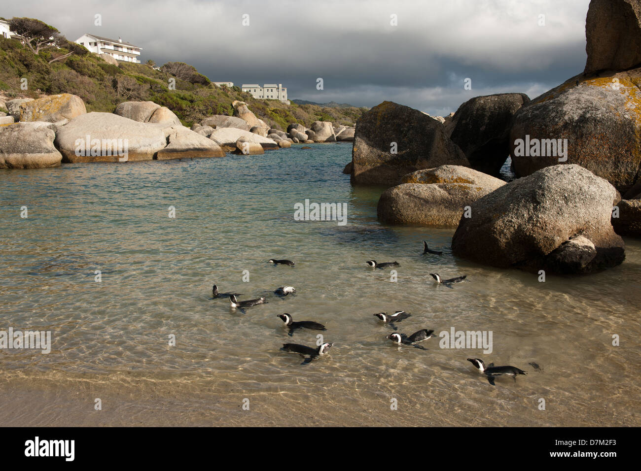 Afrikanische Pinguine, Spheniscus Demersus, Boulders Beach, Cape Peninsula, Südafrika Stockfoto