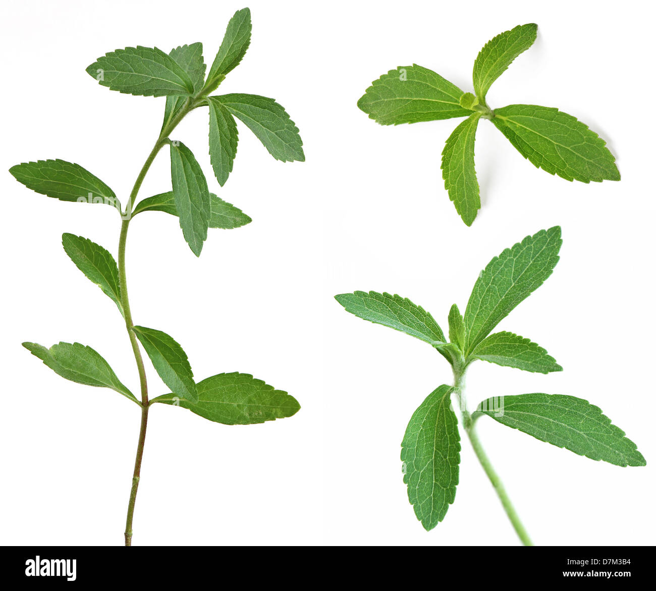 Stevia Rebaudiana, süße Blatt Zucker Ersatz auf weißem Hintergrund Stockfoto
