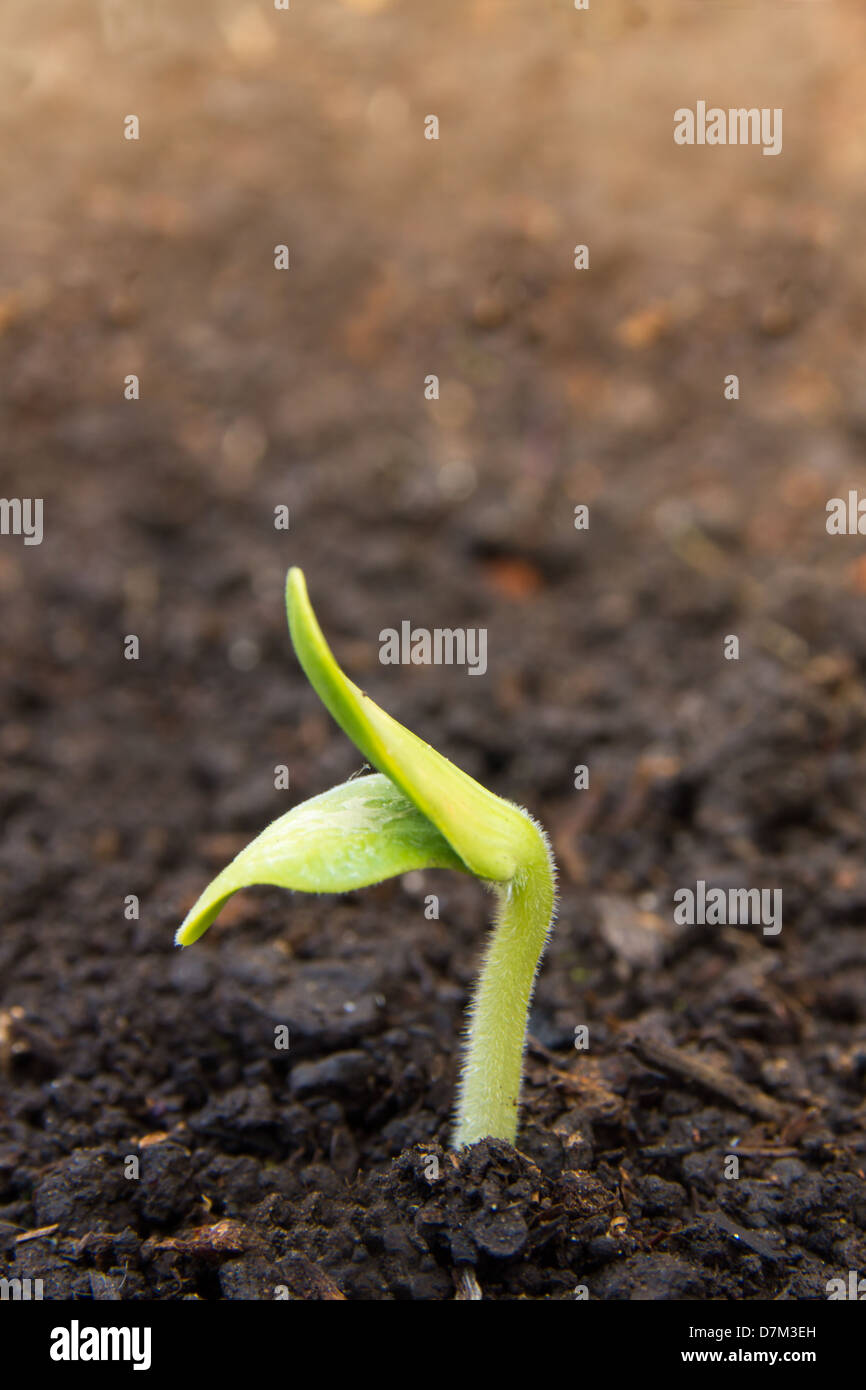 Pflanze Setzling Samen neue Leben Boden sprießen Stockfoto