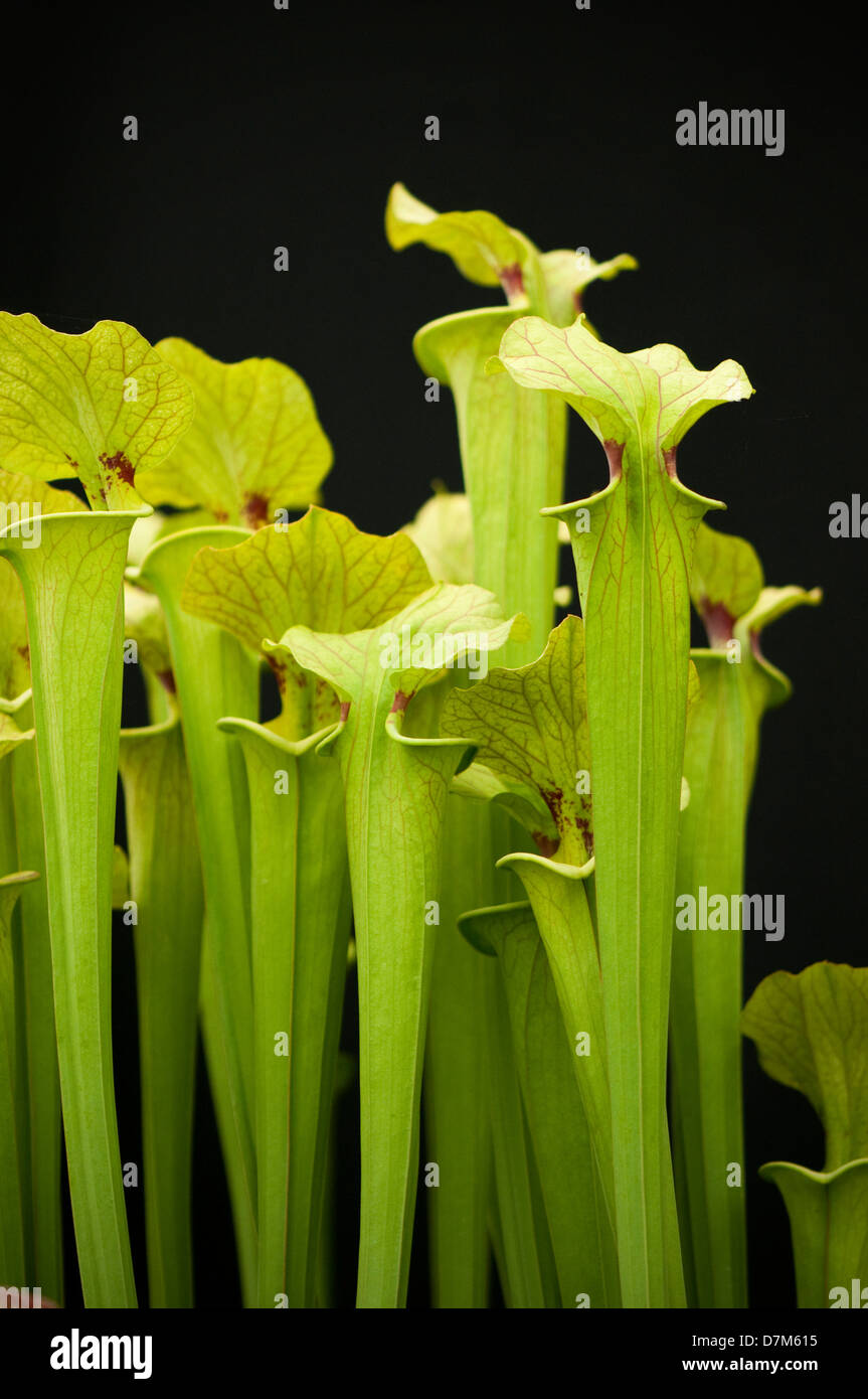 Portraitbild von den fleischfressenden Pflanzen 'Sarracenia Flava' vor einem schwarzen Hintergrund. Stockfoto