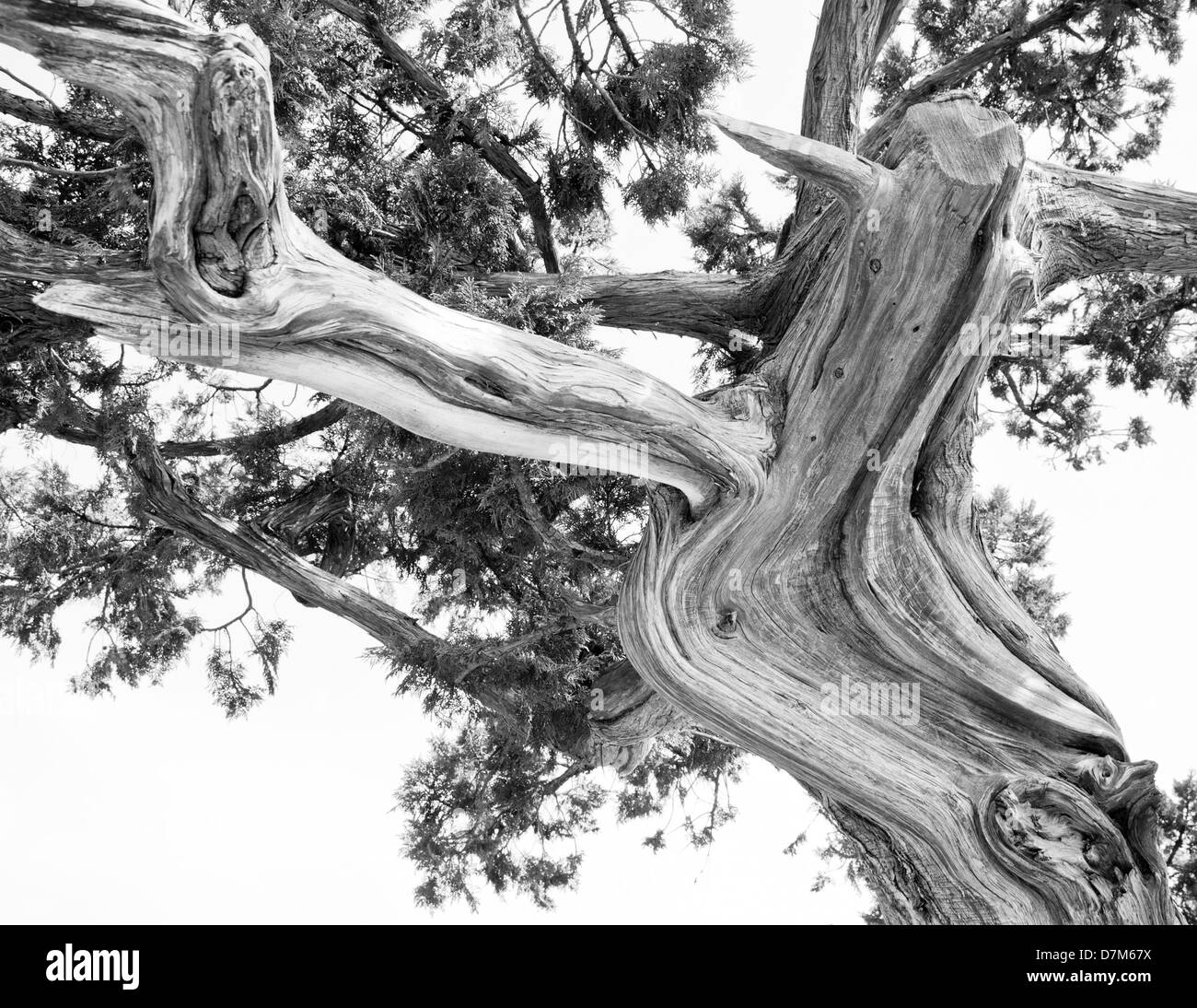 Baum. Abstrakte Silhouette der Kiefer Äste. & Schwarz-weiß-Bild Stockfoto