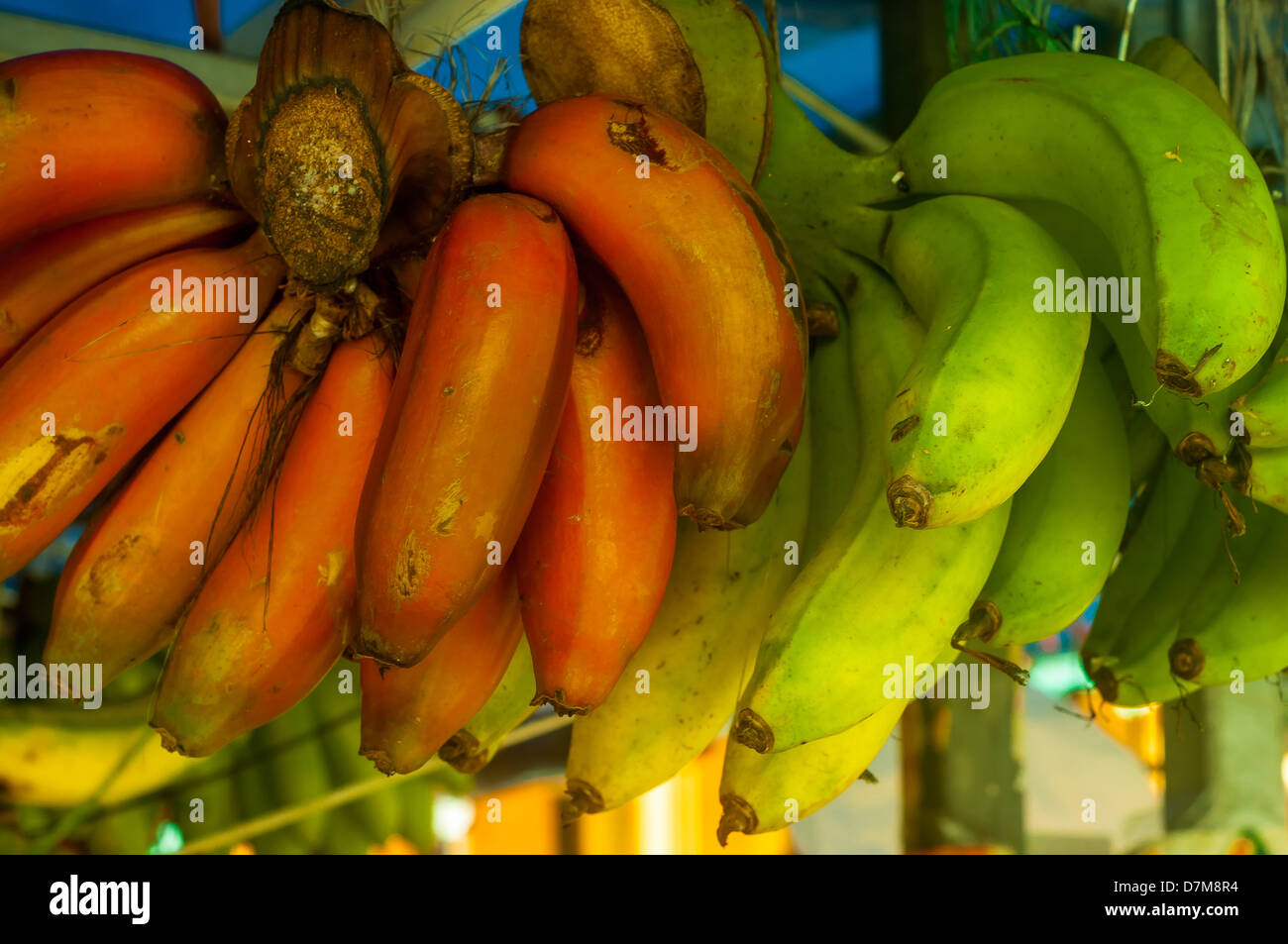 Rote Banane in die Reihe von gelben und grünen Bananen anderes suchen Stockfoto