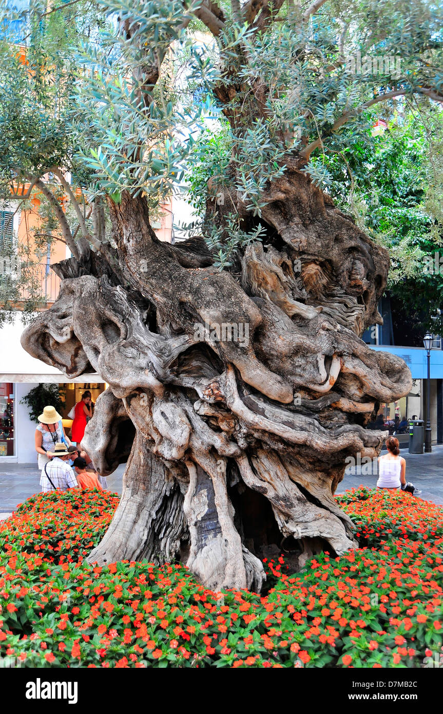 Palma, Mallorca, Spanien, ein alter Olivenbaum, siuiert vor dem Rat von  Mallorca Stockfotografie - Alamy