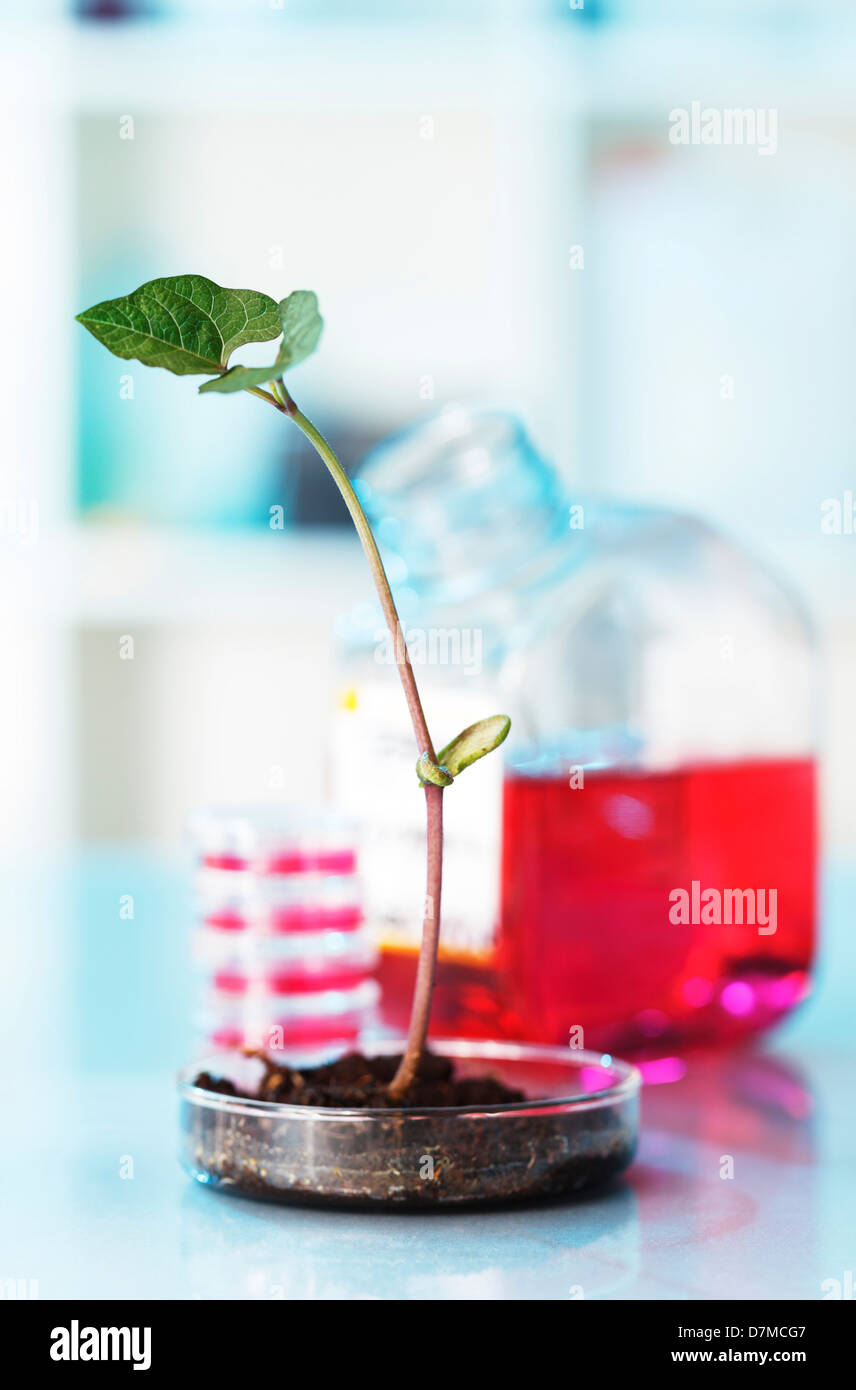 Pflanzenforschung Stockfoto