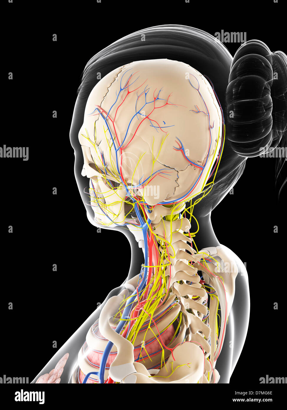 Weibliche Anatomie, artwork Stockfoto Weibliche Anatomie, artwork Stockfoto
