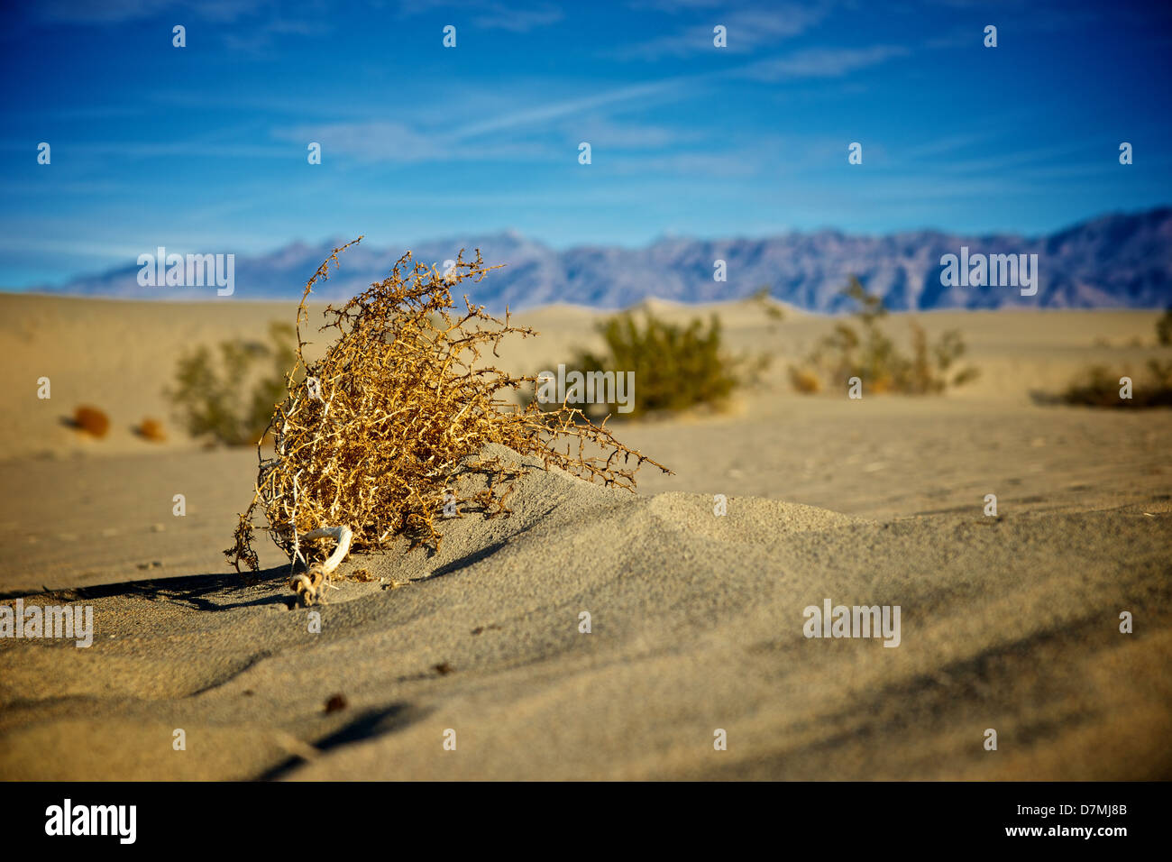 Einsamer Tumbleweed anliegt eine Sanddüne in Death Valley Nationalpark, Kalifornien Stockfoto