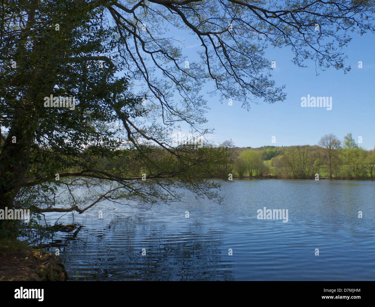 Malerische Bild eines Baumes, die über eine Park-See in der Nähe von Allestree Derby Stockfoto