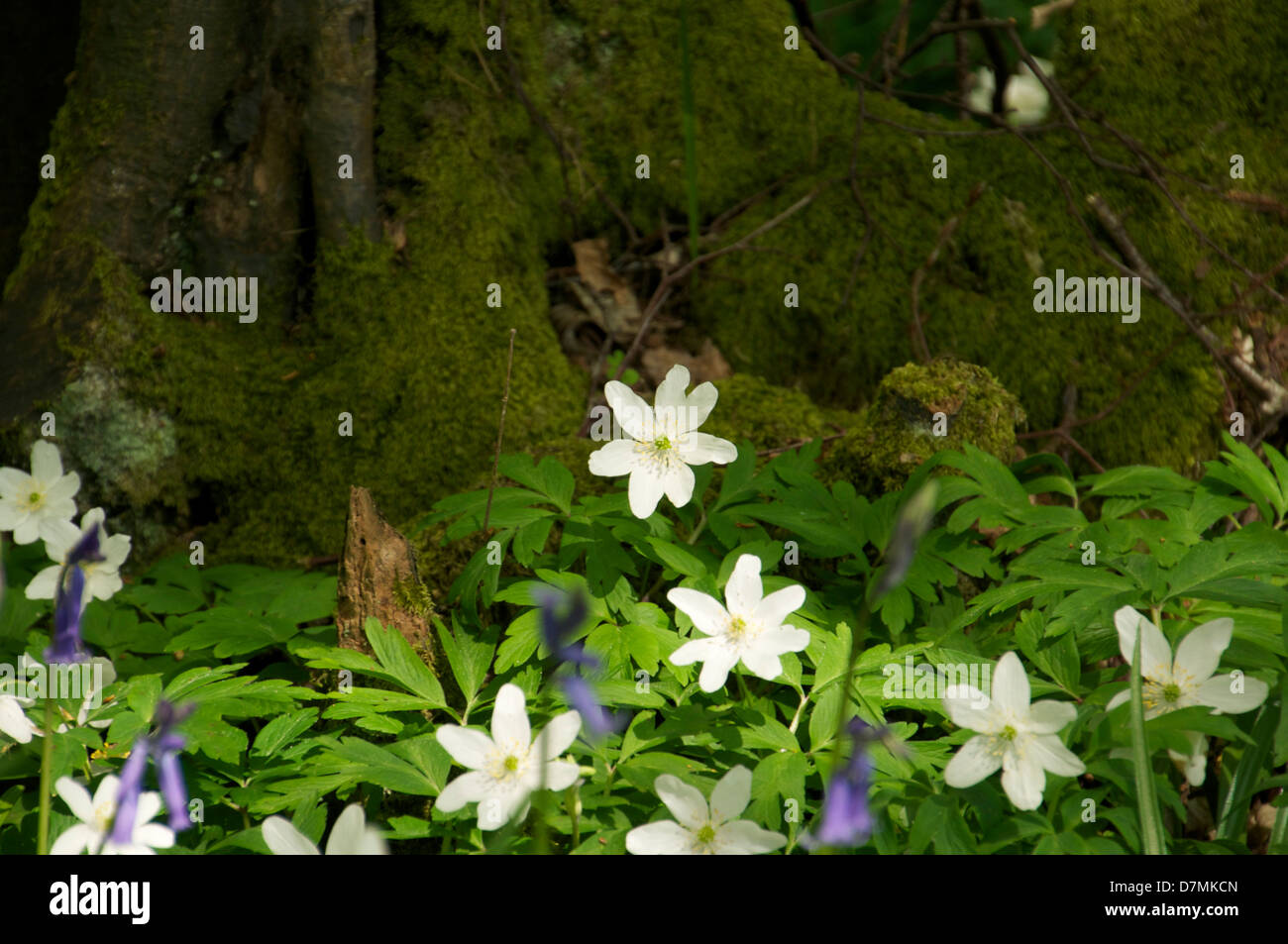 Glockenblumen Anemone Wald Sussex Spaziergang Moos auf Log Schatten weißen Blüten Sonnenschein sonnigen Maifeiertag schöne am frühen Morgen Stockfoto