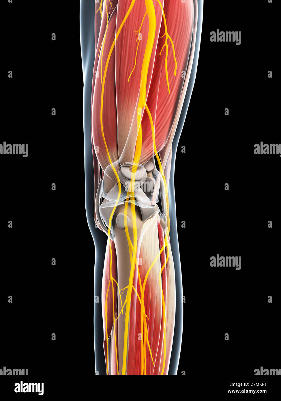 Bein Anatomie, artwork Stockfotografie Alamy
