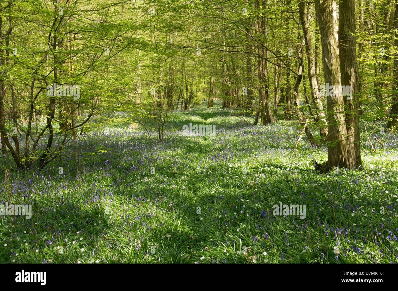 kann eine Spitze durch die Bäume in einem Bluebell Holz in Stockfoto