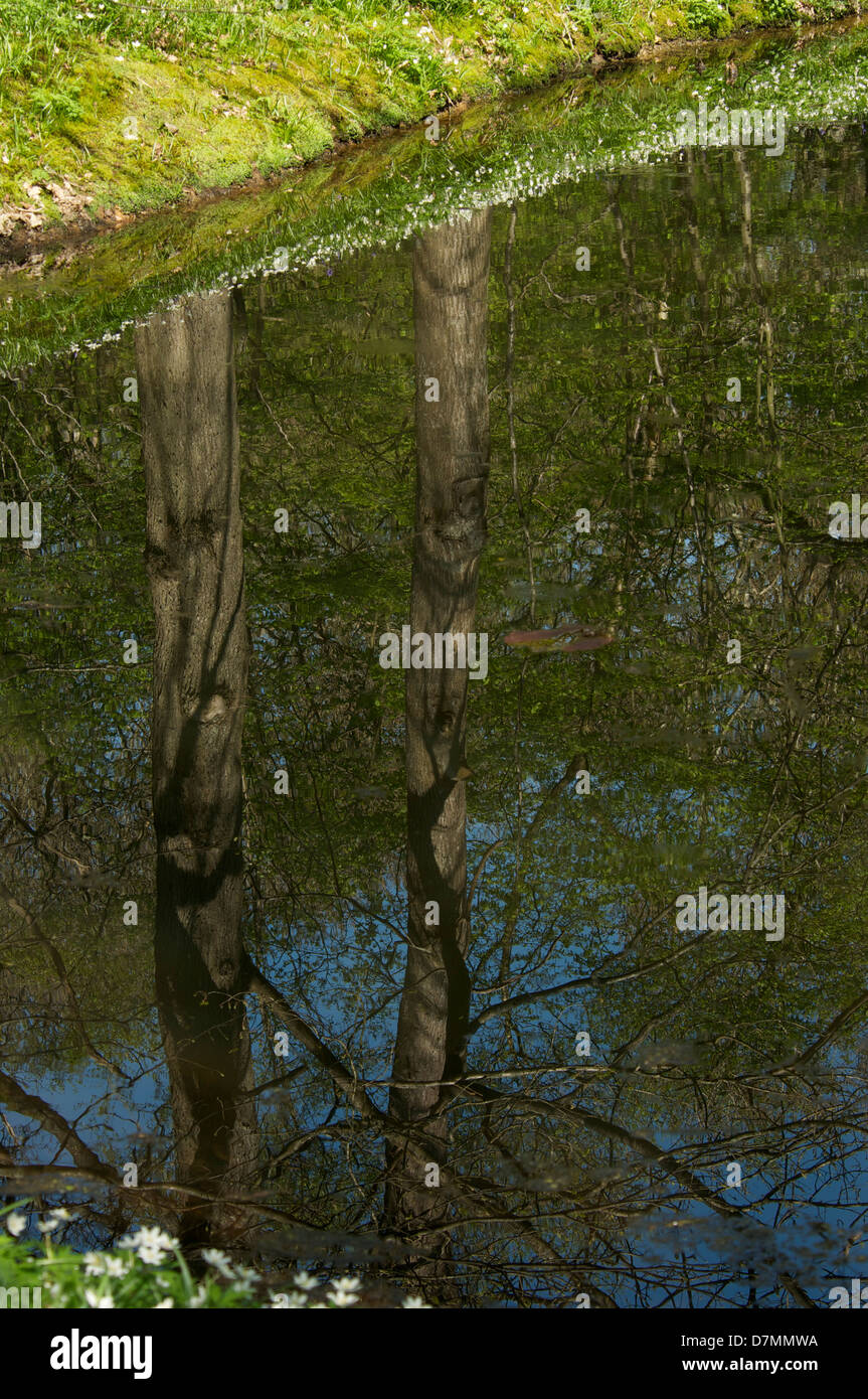 Bluebell gehen in Arlington East Sussex mit Seen ein Spiegelbild der dort wachsenden Bäume Stockfoto