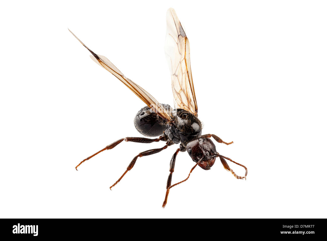 Garten-schwarz geflügelte Ameise Art Lasius niger Stockfoto