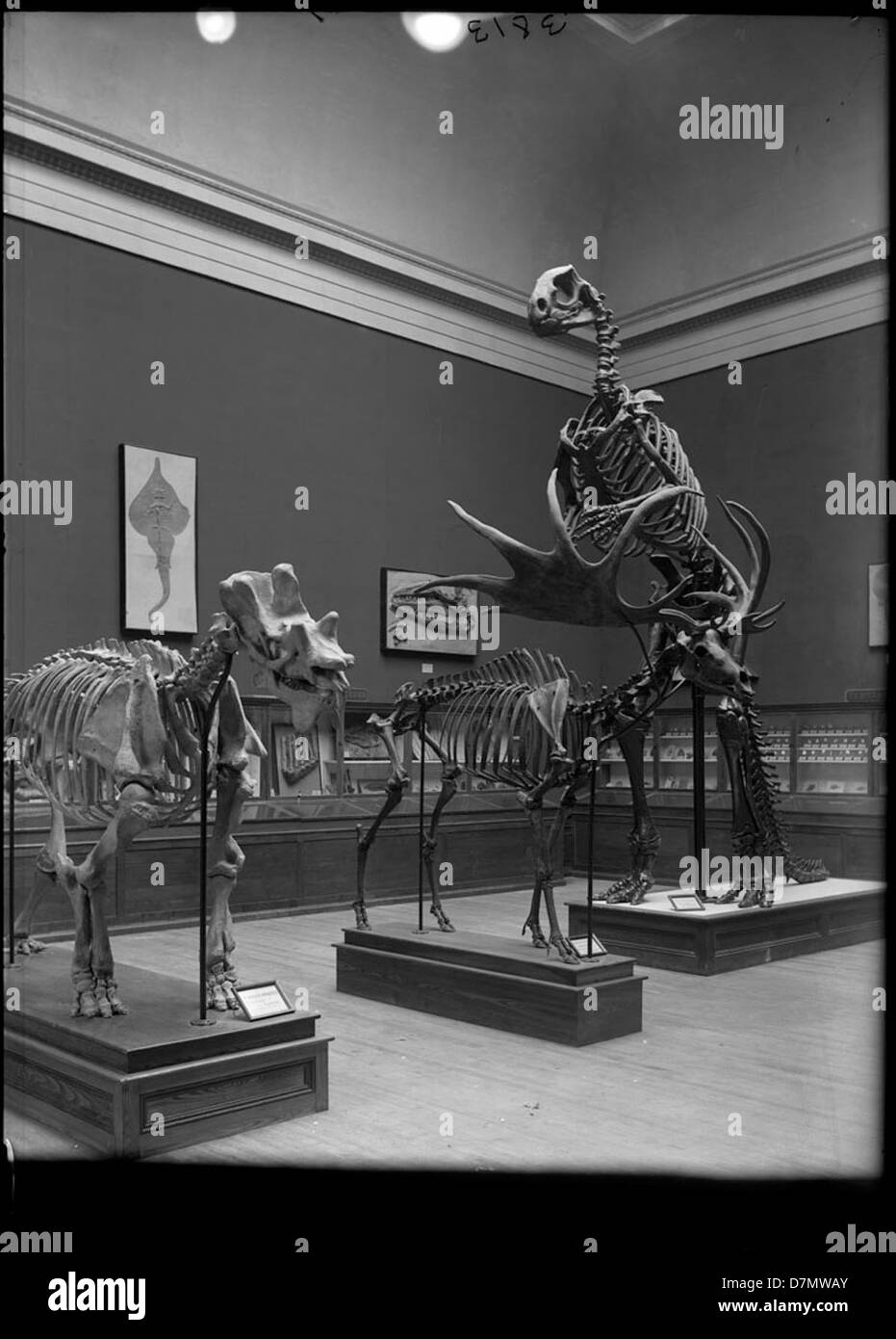 Ein historisches Foto von Paläorekonstruktionen im Field Museum in Chicago, das die Ausstellungsstücke des Museums über prähistorisches Leben zeigt. Stockfoto