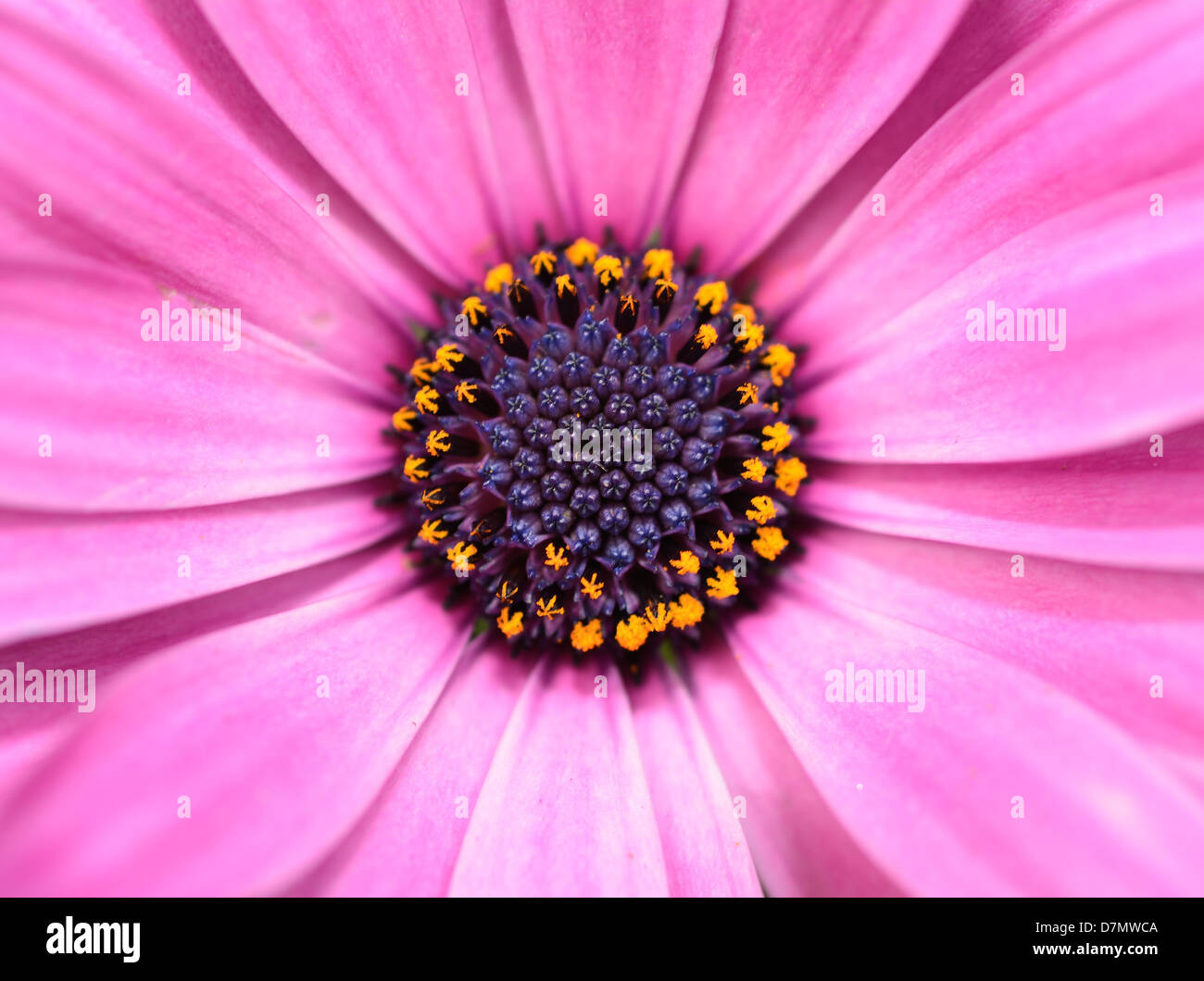 Makro-Hintergrund lila Blüte Osteospermum Ecklonis erschossen. Stockfoto