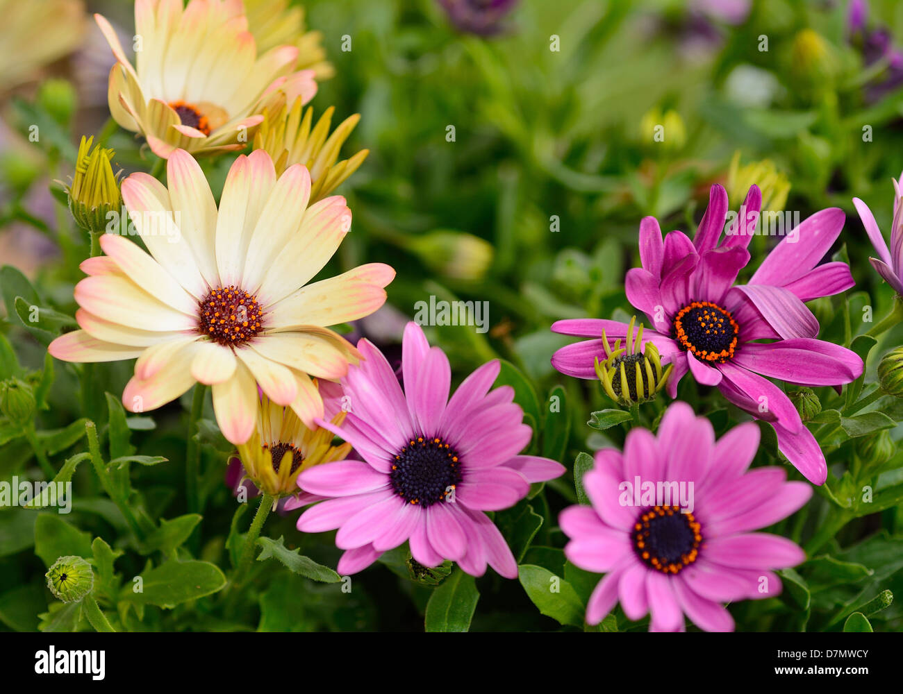 Blume Blüte lila und gelb Osteospermum Ecklonis im Garten. Stockfoto