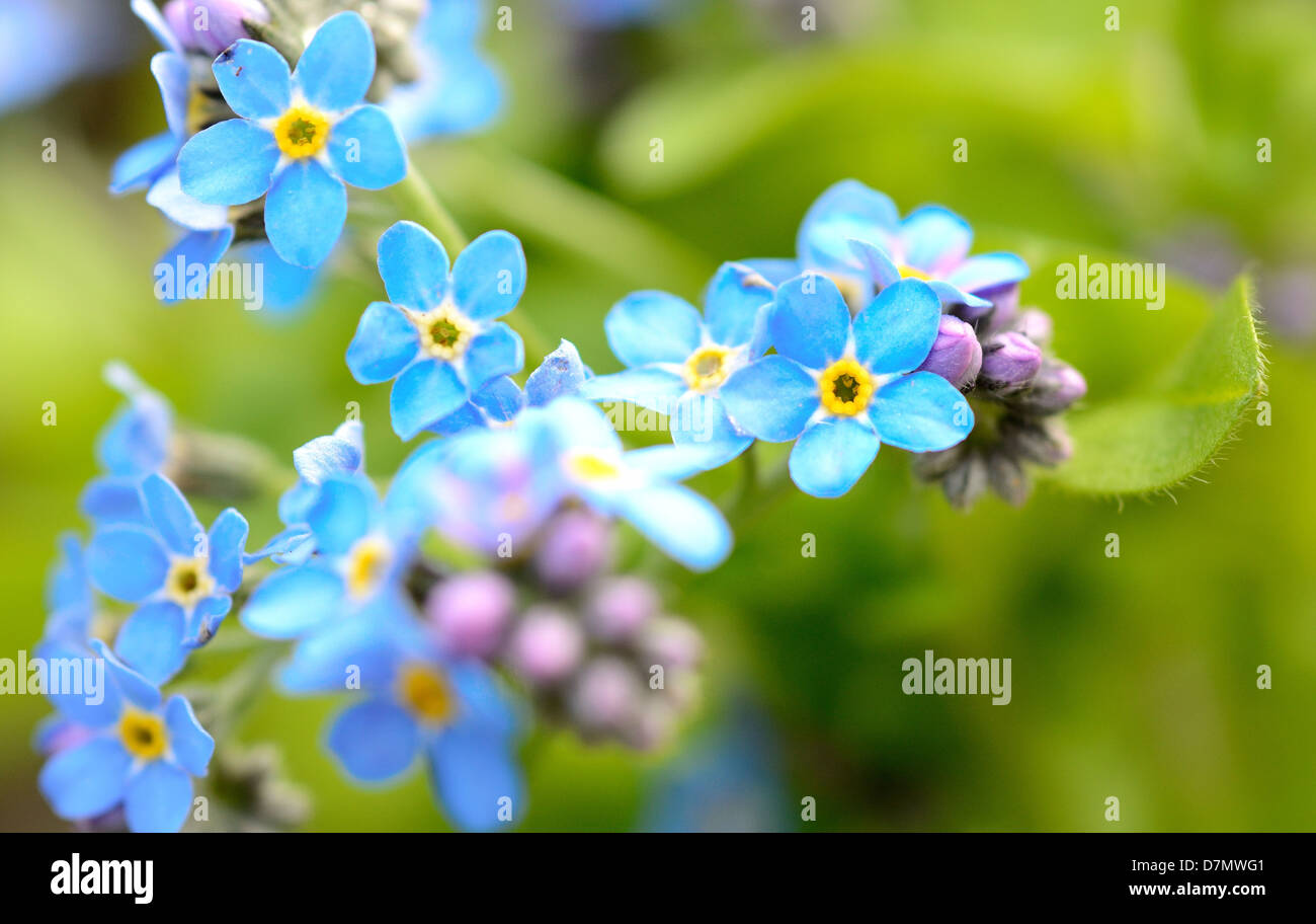 Makroaufnahme mit Vergißmeinnicht Blume im Garten. Stockfoto