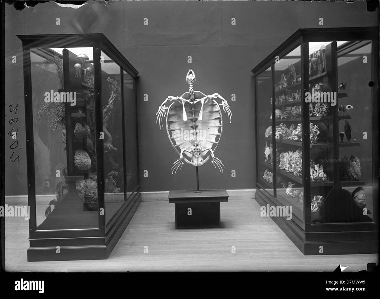 Skelett einer Schildkröte auf dem display Stockfoto