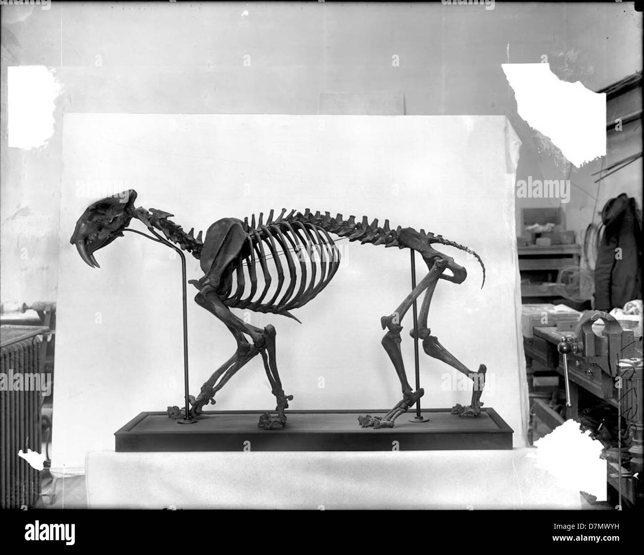 Das Skelett eines Smilodon californicus, auch bekannt als sabertooth Tiger, ist im Field Museum in Chicago ausgestellt. Dieses fossile Skelett bietet wertvolle Einblicke in das prähistorische Leben und die ausgestorbenen Arten. Stockfoto