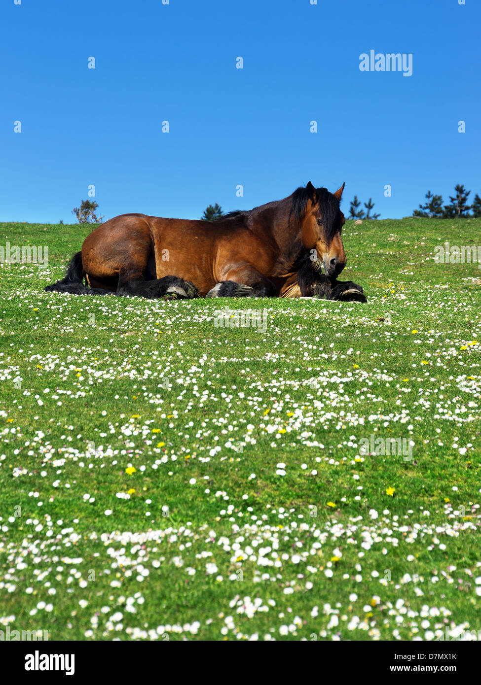 braune Pferd liegend auf Wiese mit Gänseblümchen Stockfoto