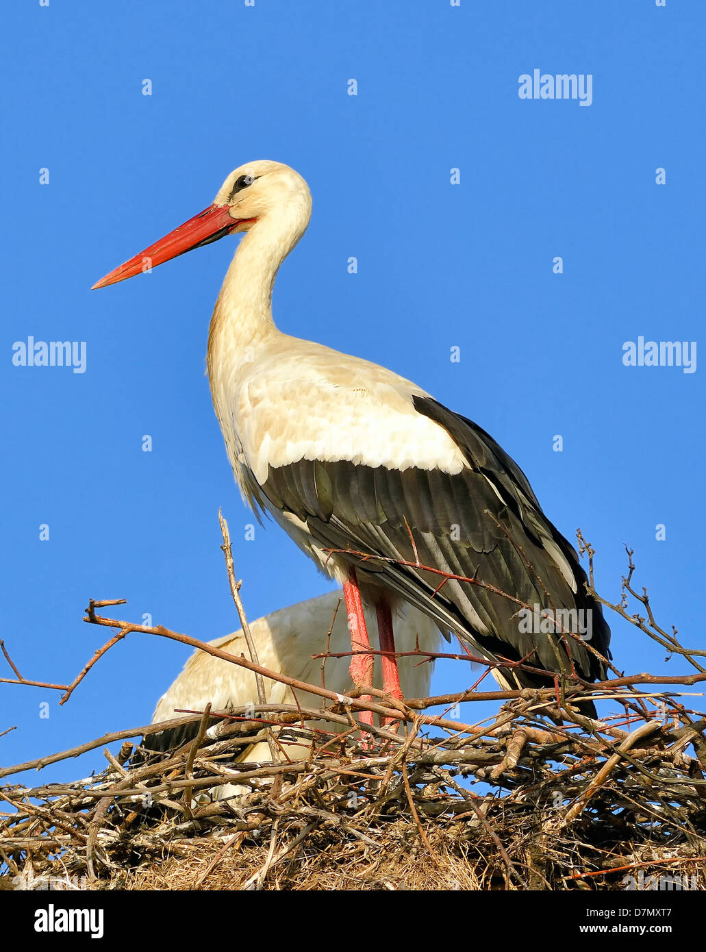 ein Storch in sein Nest im Frühjahr Stockfoto