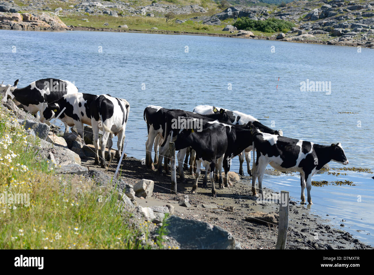 Kühe, Schweden Stockfoto