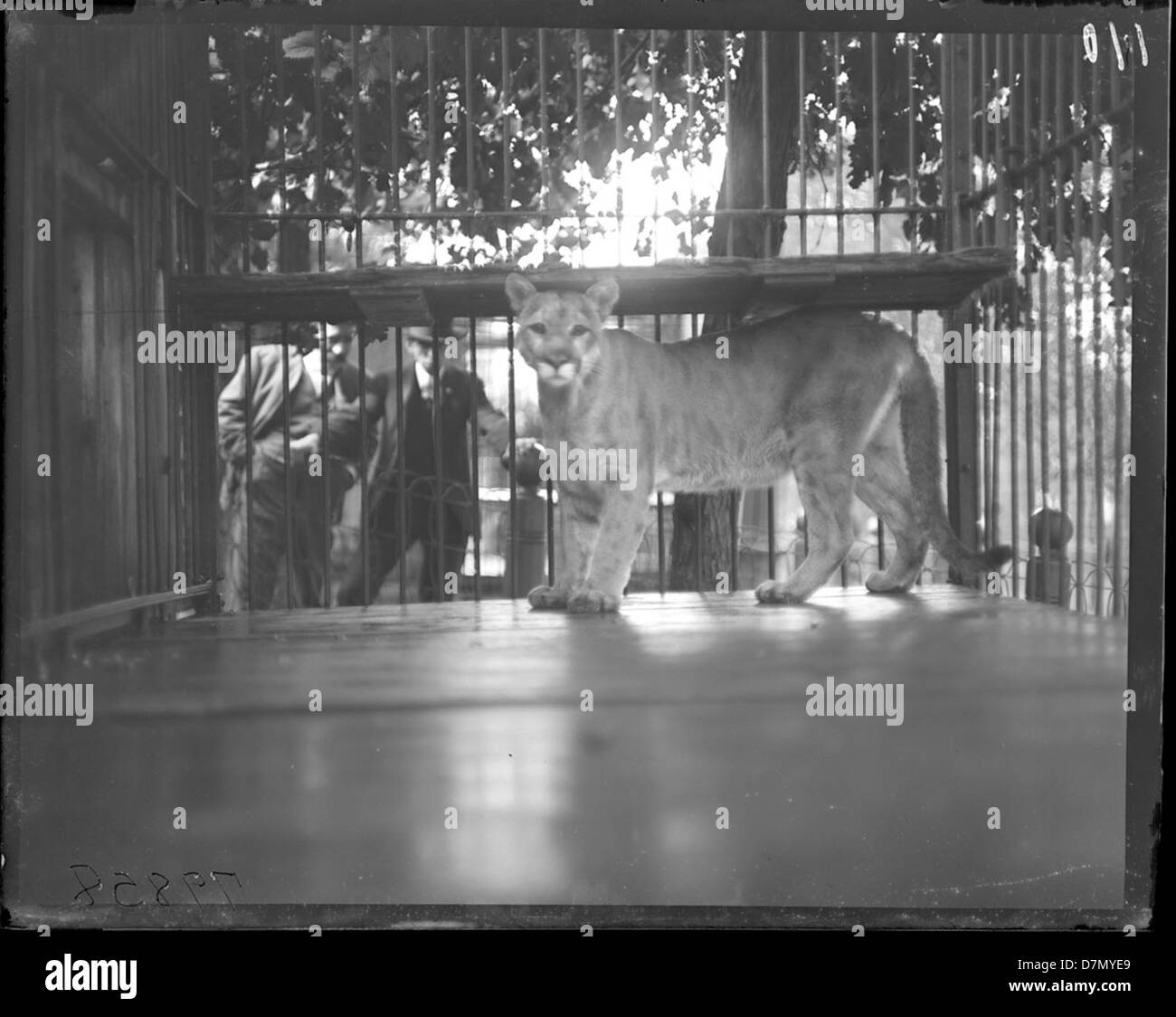 Ein Foto eines Pumas im Lincoln Park Zoo in Chicago, das diese berühmte Großkatze in seinem Gehege einfängt. Das Bild zeigt die Rolle des Zoos für den Tierschutz und die öffentliche Bildung. Stockfoto