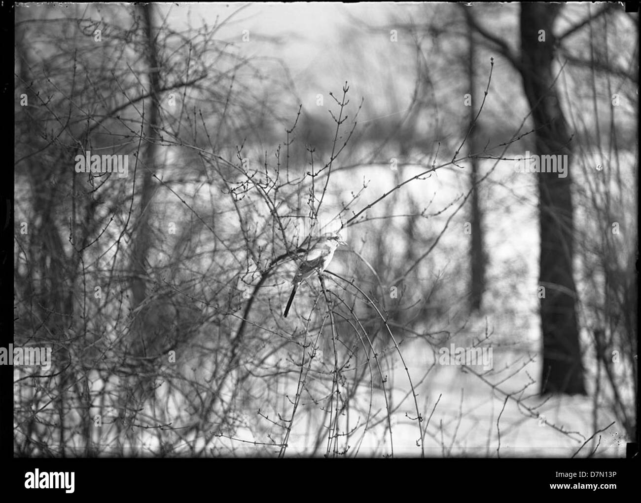 Dieses Foto zeigt einen Vogel, der auf einem Zweig in einem Chicago Park thront und die natürliche Landschaft von Illinois zeigt. Die Szene zeigt die lokale Tierwelt und die urbane Park-Umgebung. Stockfoto