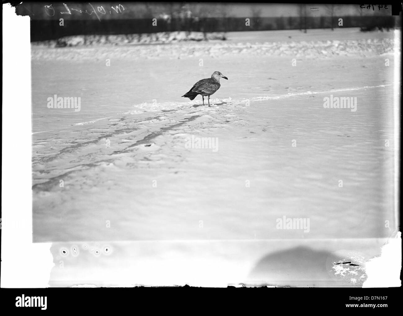 Silbermöwe im Schnee Stockfoto