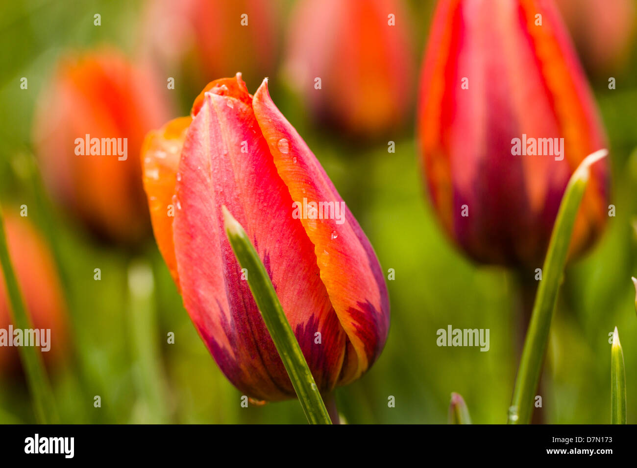 Frühlings-Garten in voller Blüte. Stockfoto