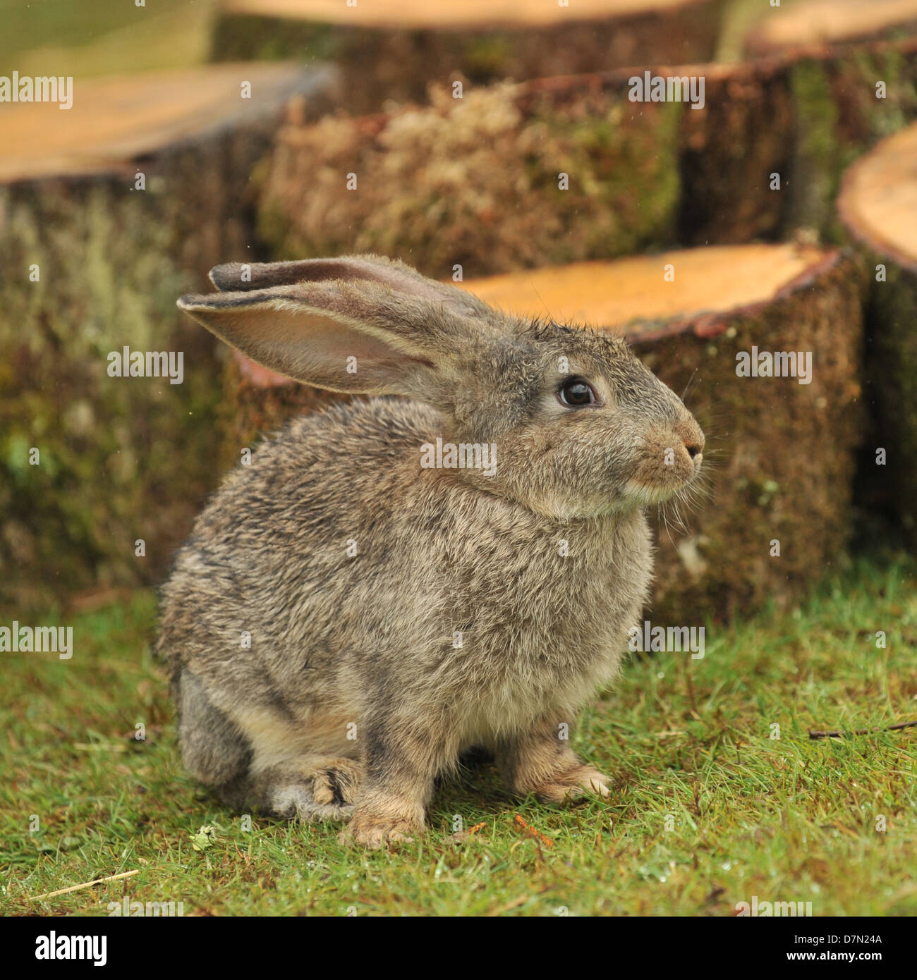 Riesen kaninchen Baby Stockfoto