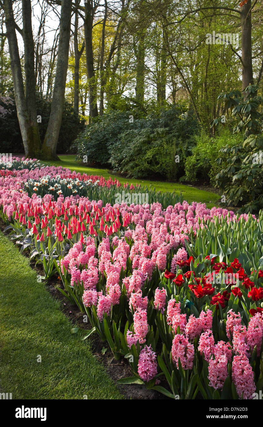 Park im Frühjahr mit schönen rosa Tulpen und Hyazinthen Stockfoto