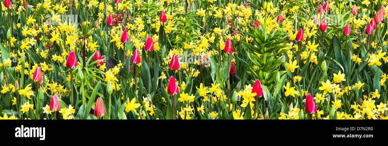 Rosa Tulpen und gelbe Narzissen, schöne Frühlingsblumen Stockfoto
