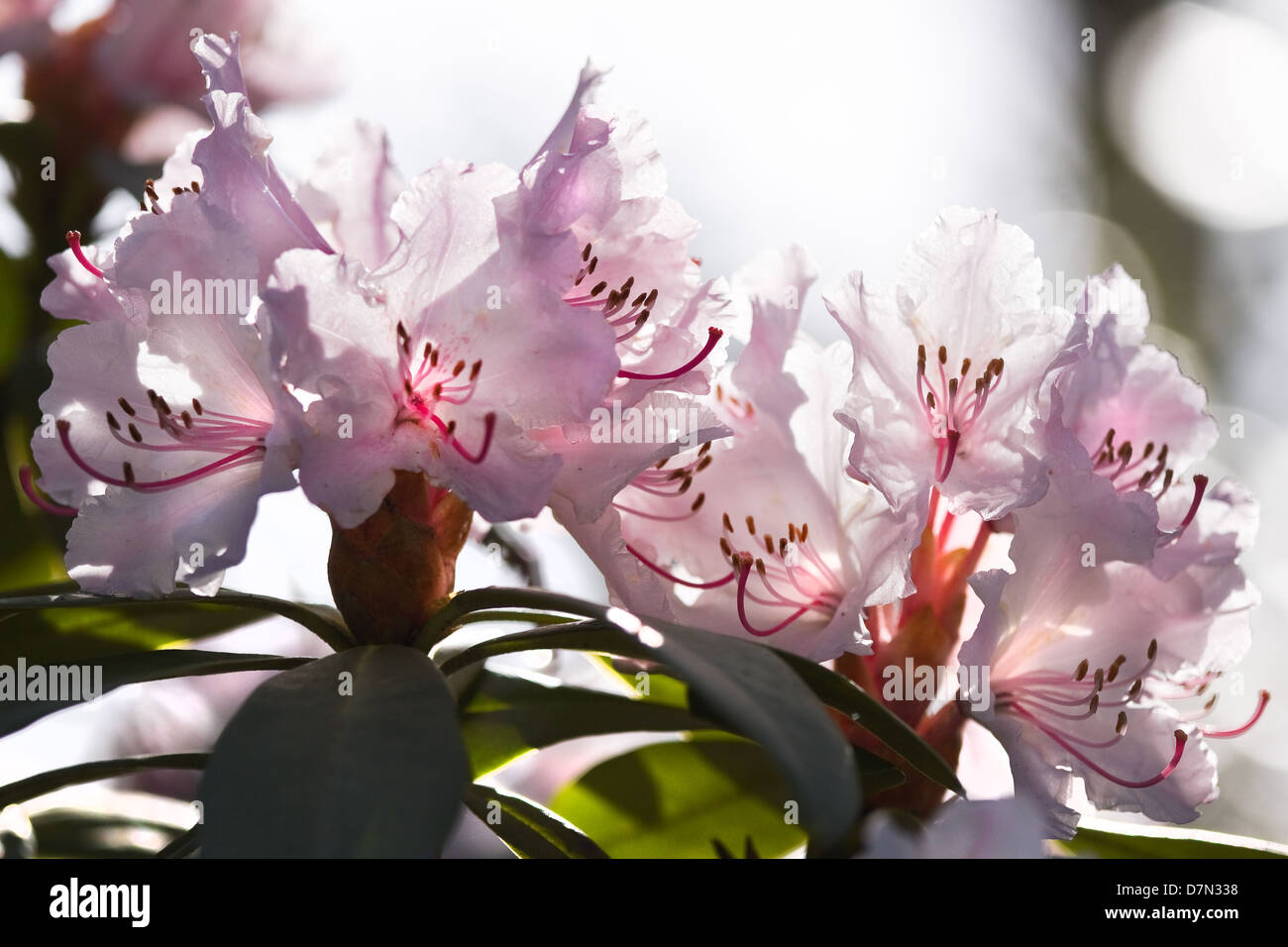 Hintergrundbeleuchtung rosa Rhododendron Blüten im Frühjahr Stockfoto