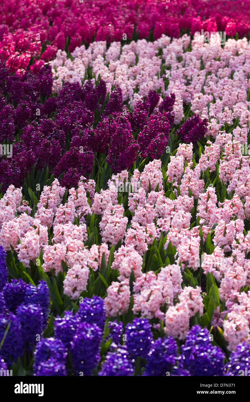 Blumenbeet mit bunten Hyazinthen als Dekoration im Frühling Stockfoto