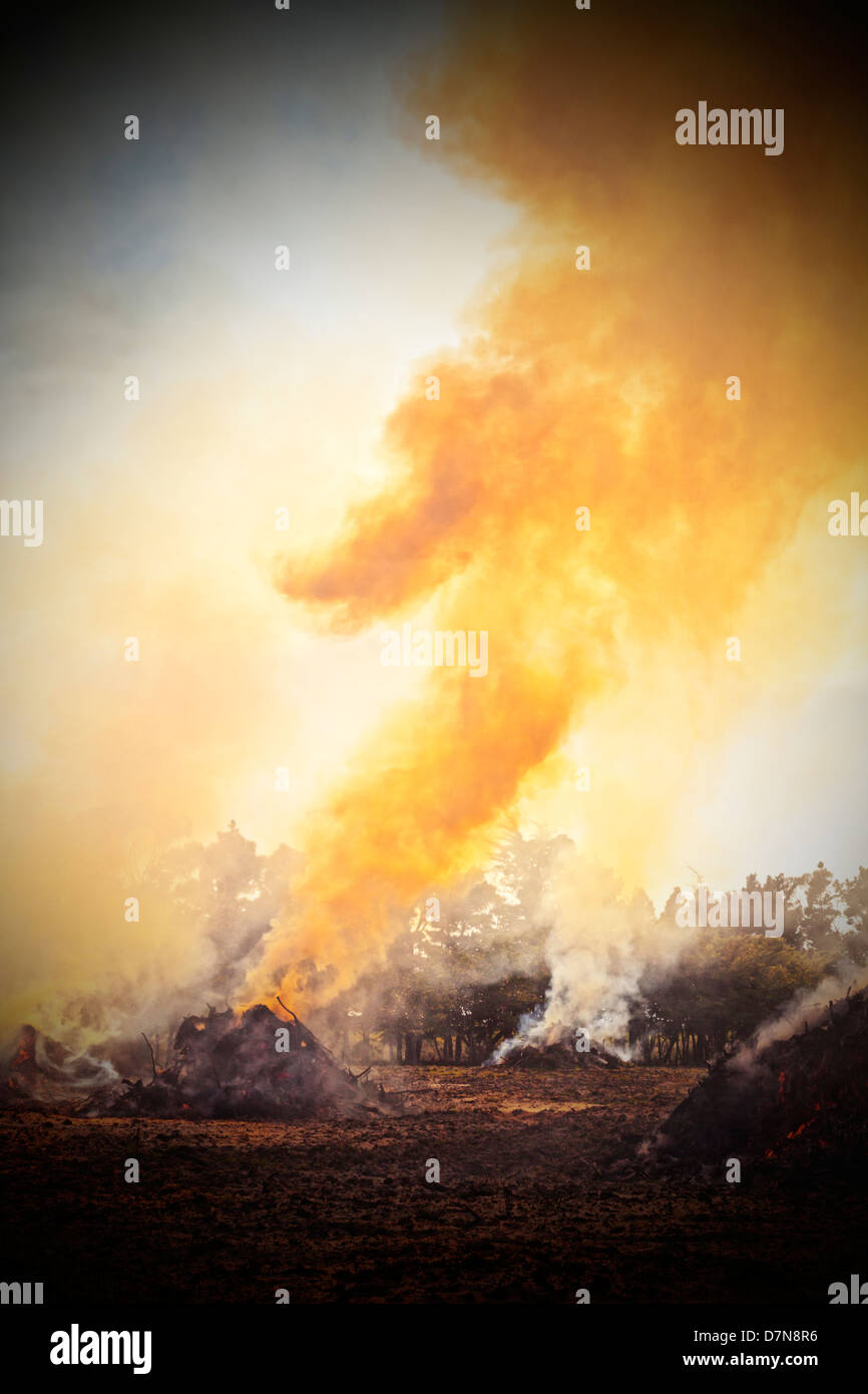 Lagerfeuer in einem Feld oder einer Koppel auf der Westküste Neuseelands, wo Ginster wurde gelöscht und ist verbrannt. Stockfoto