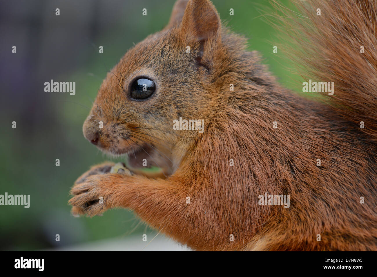 Das rote Eichhörnchen oder eurasische Eichhörnchen (Sciurus Vulgaris) Stockfoto