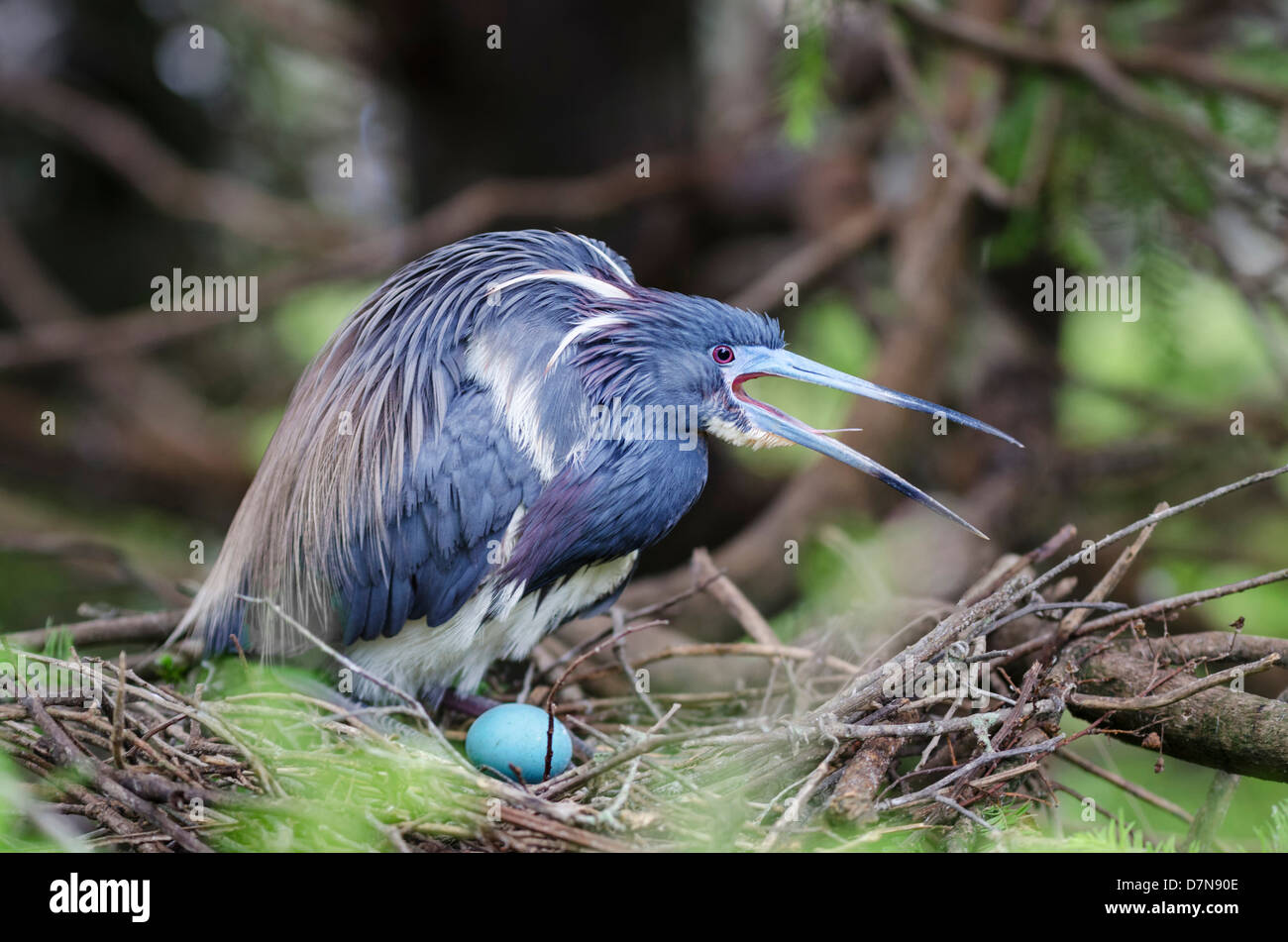 Dreifarbige Reiher Mutter in einem Nest Ei zu schützen Stockfoto