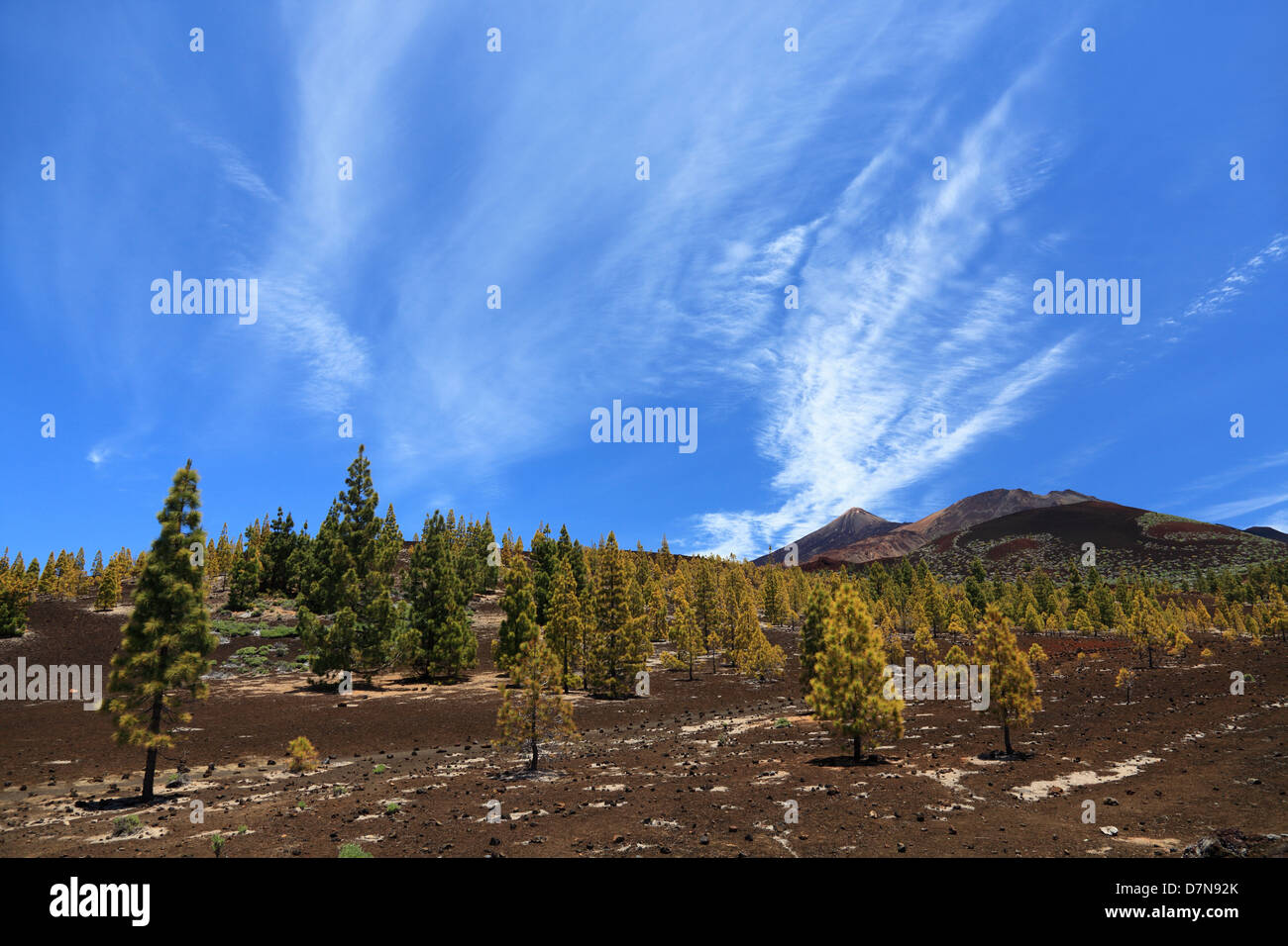 Teneriffa, Teide Landschaft. Vulkanlandschaft mit Kiefernwald und Gipfel des Teide und Pico Viejo im Hintergrund. Stockfoto