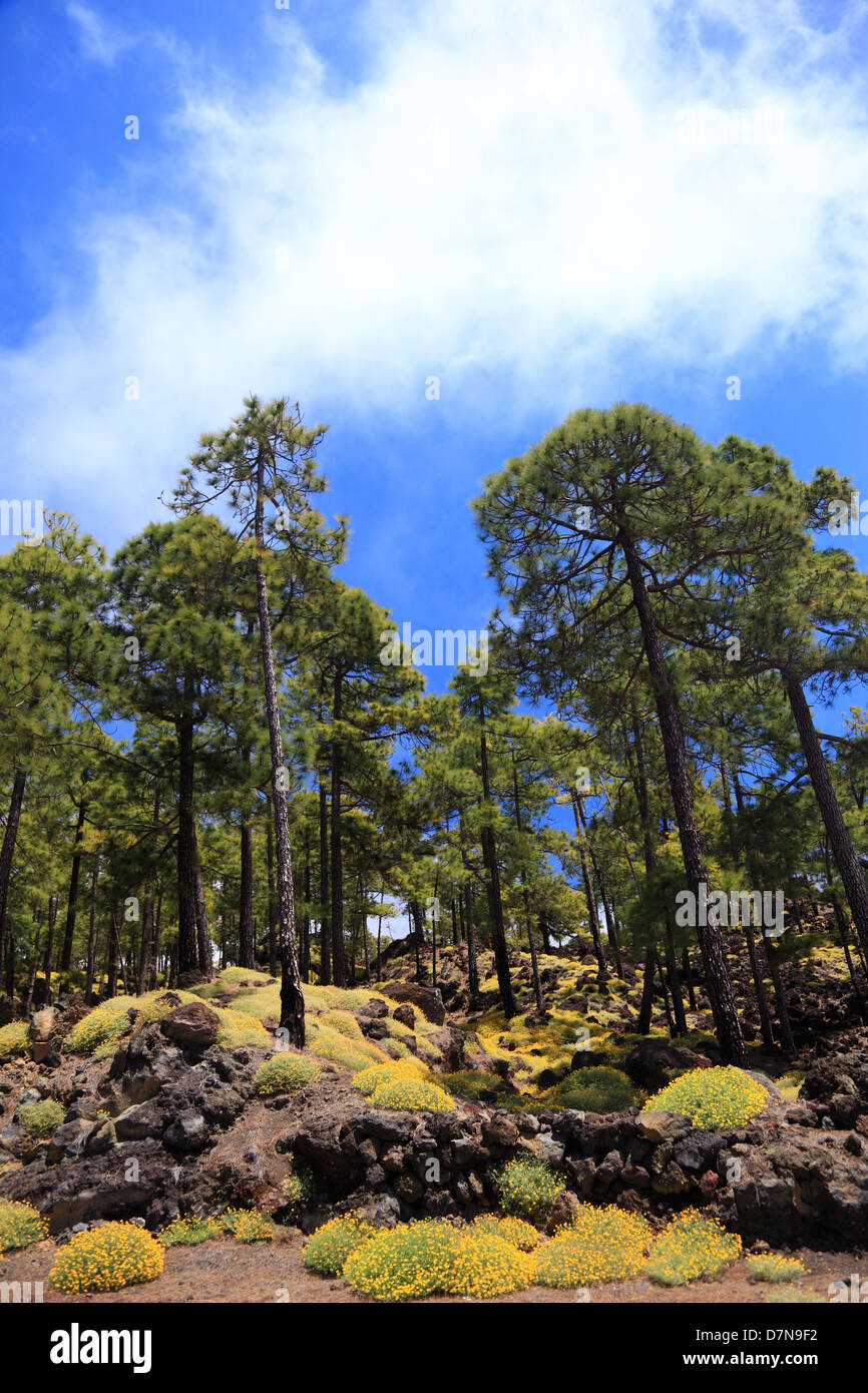 Teneriffa-Waldlandschaft auf Vulkan Teide, Teneriffa, Kanarische Inseln, Spanien. Stockfoto