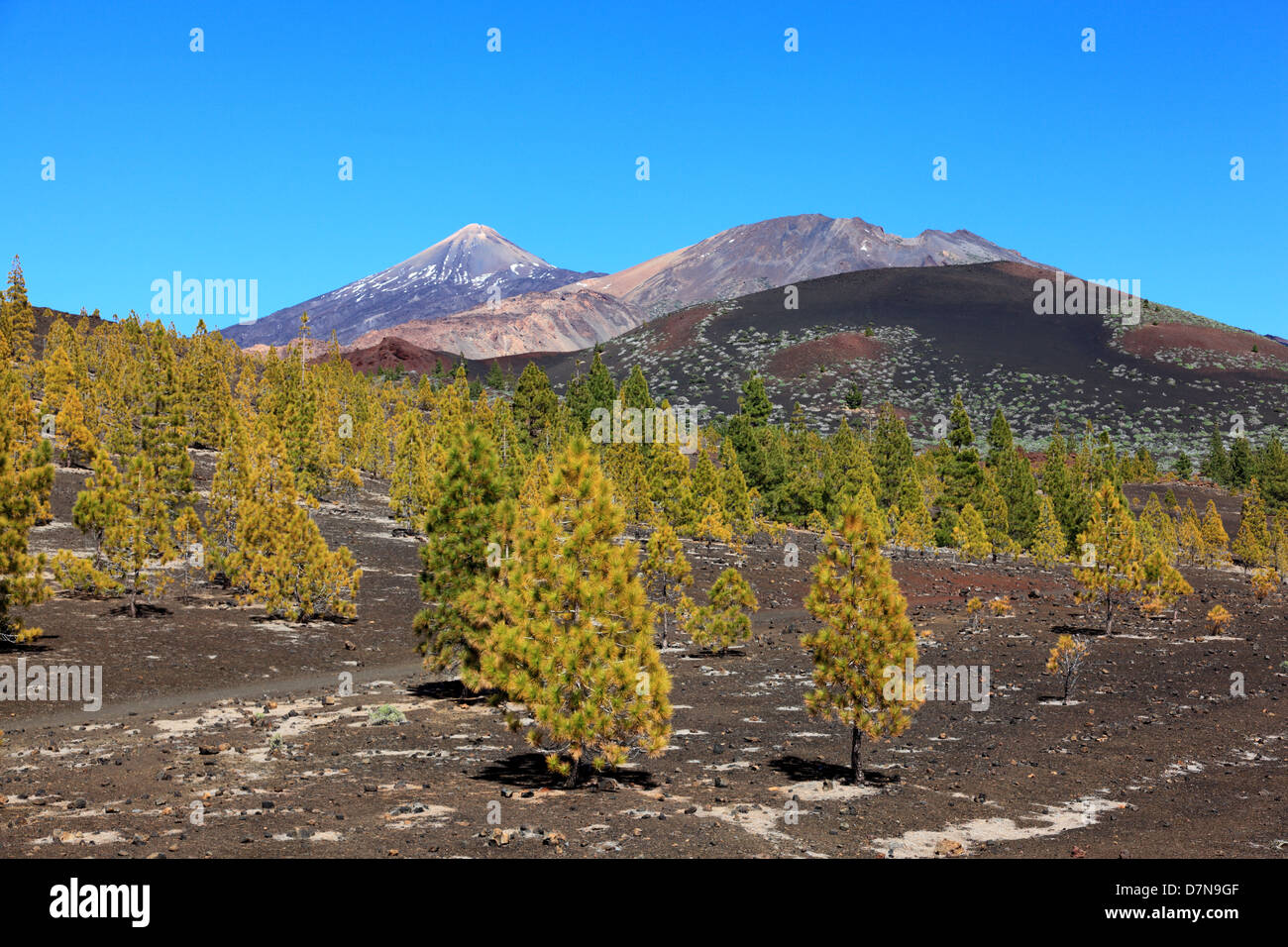 Teneriffa-Vulkan-Landschaft. Arenas Negras dramatischen Vulkanlandschaften mit Teide und Pico Viejo im Hintergrund. Stockfoto